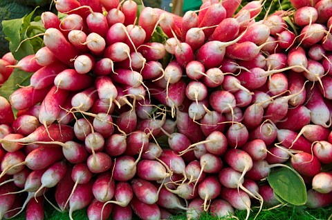 Radishes on sale at the covered market of Niort DeuxSvres France