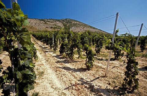 Kopar vineyards near Villany Hungary Villany