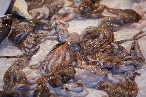 Octopus for sale in Mercato del Capo Palermo Sicily Italy