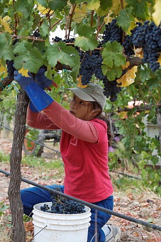 Woman harvesting Syrah grapes in vineyard at Oakville Napa Valley California
