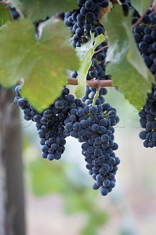 Cabernet Sauvignon grapes ready for harvest in vineyard Oakville Napa Valley California
