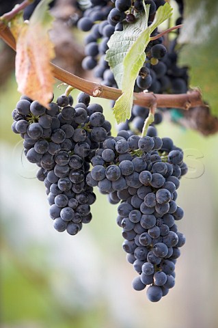 Syrah grapes ready for harvest in vineyard Oakville Napa Valley California