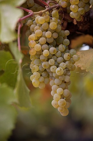 Semillon grapes ready for harvest Oakville Napa Valley California
