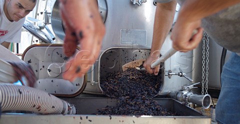 Removing spent grape skins from a fermentation tank Van Der Heyden Winery Oakville Napa Valley California