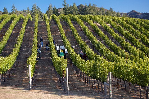 Harvesting Cabernet Sauvignon grapes in Dutch Henry Canyon vineyard The grapes go to Lewis Cellars Calistoga Napa Valley California