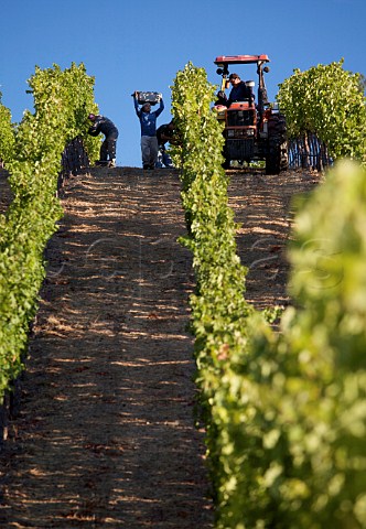 Harvesting Cabernet Sauvignon grapes in Dutch Henry Canyon vineyard The grapes go to Lewis Cellars Calistoga Napa Valley California