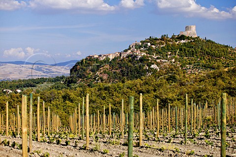 Vineyards of Podere Forte Castiglione dOrcia Tuscany Italy Orcia