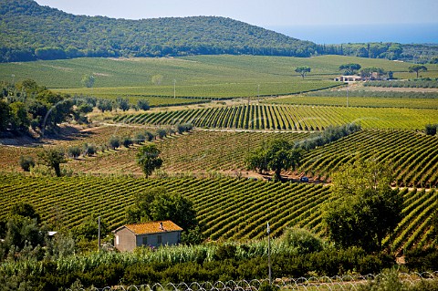 Vines on slopes near the Mediterranean at Castagnetto Carducci Tuscany Italy Bolgheri