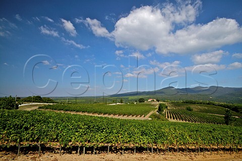Vineyards at Castagnetto Carducci Tuscany Italy Bolgheri
