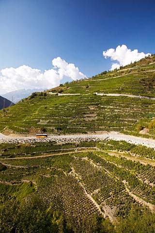 Vineyards at Visperterminen at around 1300 metres some of the highest in Europe Valais Switzerland
