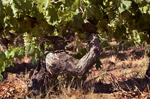 120year old Cabernet Sauvignon vine in vineyard of OFournier  Maule Chile
