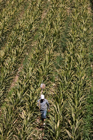 Farmer walking through rows of maize carrying a shovel for clearing irrigation channels Colchagua Chile