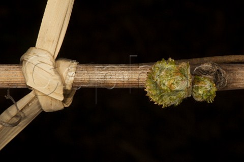 Budburst on Petit Verdot vine with reed tie  Apalta Colchagua Valley Chile