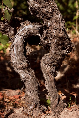 100year old Pais vine in vineyard of Gillmore Maule Chile