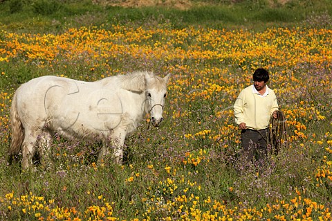 Farmer leading his horse through field of flowering Californian poppies  Apalta Colchagua Valley Chile
