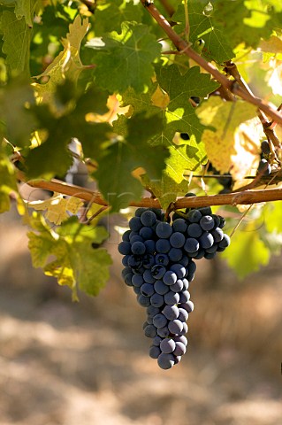 Bunch of Cabernet Sauvignon grapes in Clos Apalta vineyard of Lapostolle  Colchagua Valley Chile