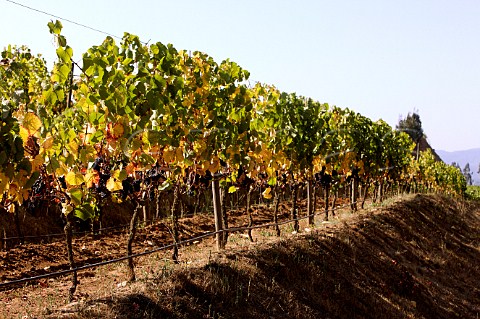 Pinot Noir vines in terraced vineyard of Lapostolle Casablanca Valley Chile