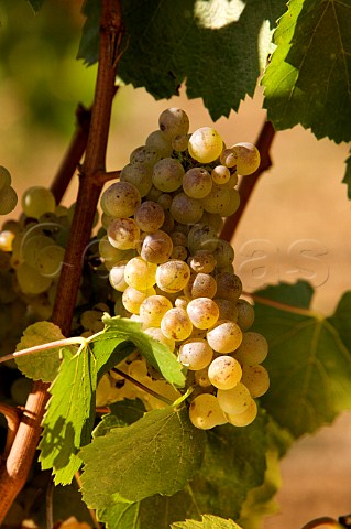 Organic Chardonnay grapes in Lapostolle vineyard Casablanca Valley Chile