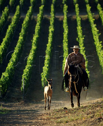 Huaso on horseback with foal alongside riding through Pinot Noir vineyard  Casablanca Valley Chile