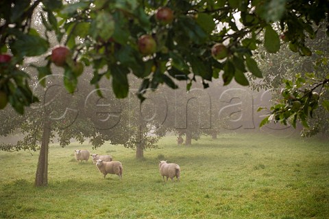 Apple Orchard on a Misty Autumn Morning Compton Dando  Somerset England