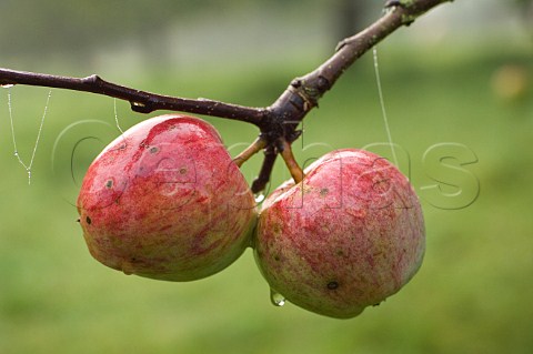 Apple orchard  apples on a damp autumn morning Compton Dando  Somerset England