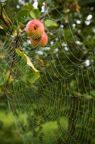 Dew on spider web in cider apple orchard at  Compton Dando Somerset England
