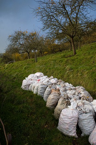 Sacks of hand collected apples in apple orchard of Wilkins Cider Landsend Farm Mudgley Wedmore Somerset England