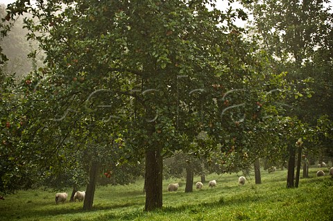 Apple Orchard on a Misty Autumn Morning Compton Dando  Somerset England