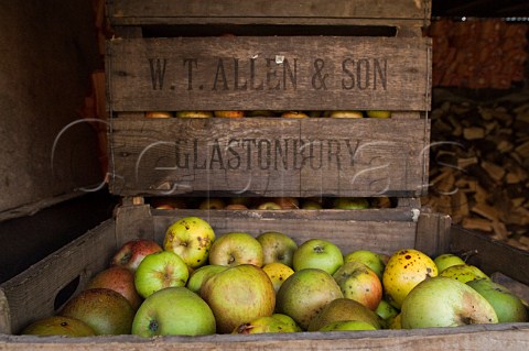 Cider apples in wooden crates ready for crushing Hecks Cider Street Somerset England