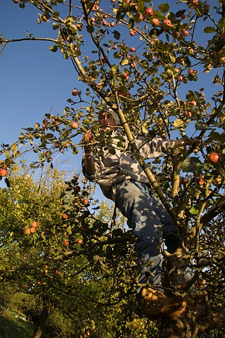 Collecting cider apples by hand Wilkins Cider Orchard Landsend Farm Mudgley Wedmore Somerset England