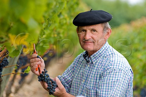 Michel Mesnard picking grapes in vineyard of Chteau de Chantegrive Podensac Gironde France  Graves  Bordeaux