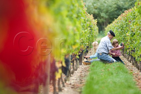 Michel Mesnard with his family picking grapes in vineyard of Chteau de Chantegrive Podensac Gironde France  Graves  Bordeaux