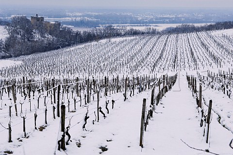 Vineyard in the snow near Chteau de Langoiran   Langoiran Gironde France  Premires Ctes de Bordeaux