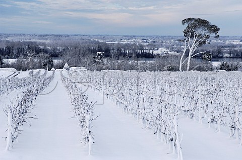 Vineyard in the snow near Chteau de PailletQuancard  Paillet Gironde France  Premires Ctes de Bordeaux