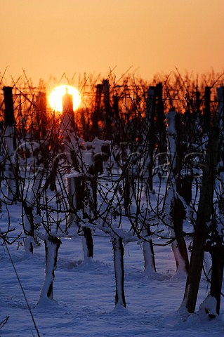 Sunset over snow covered vineyard of Chteau de Langoiran   Langoiran Gironde France  Premires Ctes de Bordeaux