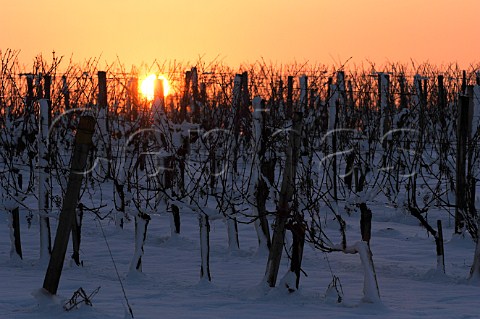Sunset over snow covered vineyard of Chteau de Langoiran   Langoiran Gironde France  Premires Ctes de Bordeaux