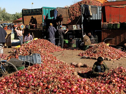 Unloading onions at a market Morocco