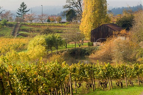La Bohme vineyard of Elk Cove near Gaston Oregon USA Willamette Valley