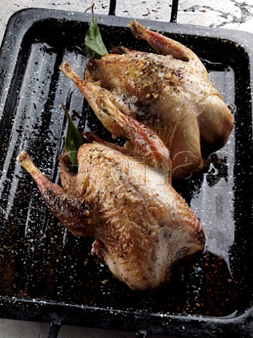 Roast partridges in a pan