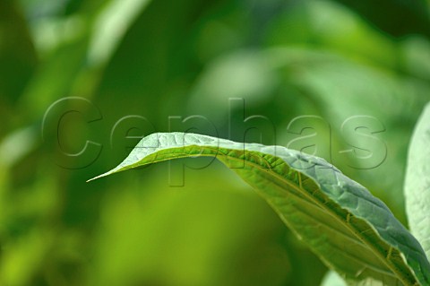 Tobacco leaves in plantation Cuba