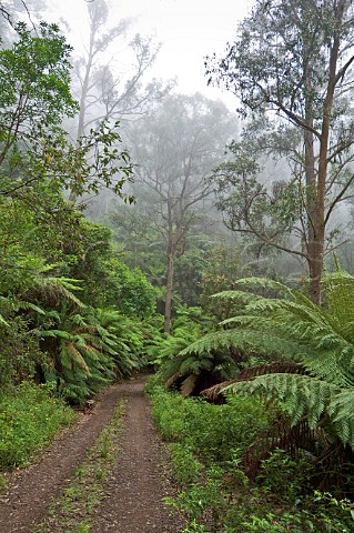 Road through tree ferns Southeast Forests National Park New South Wales Australia