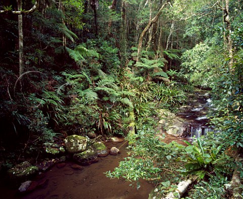 Coomera River Lamington National Park Queensland Australia