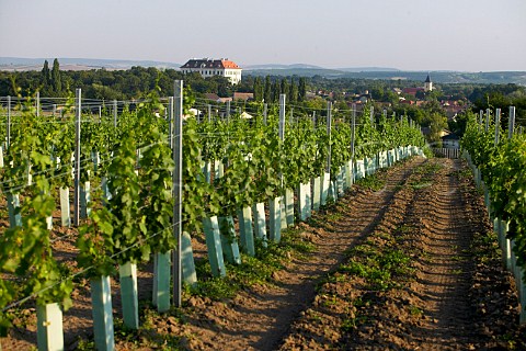 Vineyards with Schlossweingut Graf Hardegg Winery in the distance SeefeldKadolz Niedersterreich Austria Weinviertel
