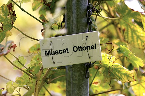 Sign in Muscat Ottonel vineyard of Pietershof Wijndomein Limburg Belgium