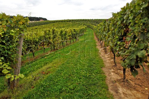 Vineyard of Kluisberg Bekkevoort Belgium