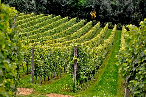 Vineyard of Kluisberg Bekkevoort Belgium