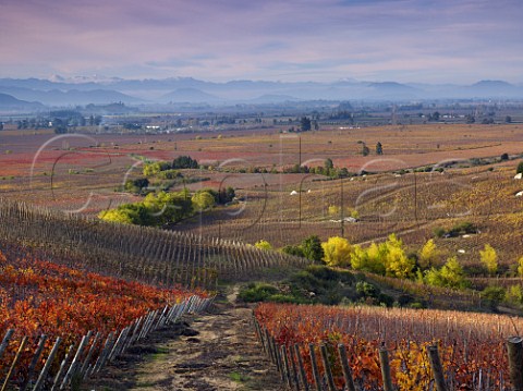 Autumnal Clos Apalta vineyards of Lapostolle with the Andes in distance  Colchagua Valley Chile
