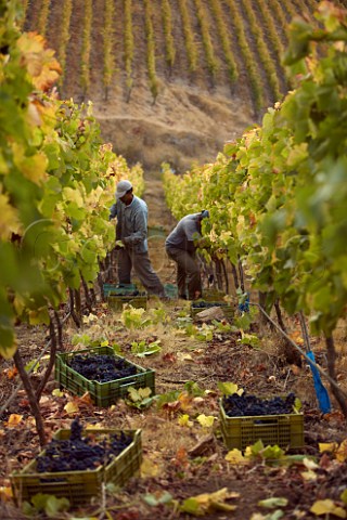 Harvesting Syrah grapes in the Polkura Hill vineyard Marchigue Chile  Colchagua Valley