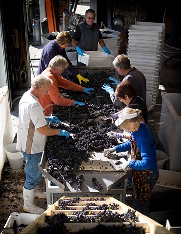 Sorting harvested Pinot Noir grapes at Dog Point Winery Fairhall Marlborough New Zealand