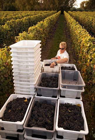 Harvesting Pinot Noir grapes in vineyard of Dog Point Fairhall Marlborough New Zealand